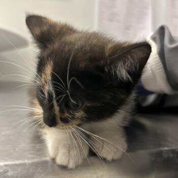 Multi Grain -  Domestic Medium Hair Cat for Adoption in Park City, Utah - Multi Grain | PetCurious