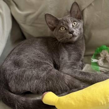 Ryegrass -  Domestic Short Hair Cat for Adoption in Richmond, Virginia - Ryegrass | PetCurious