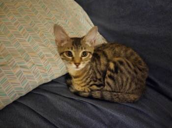 Rescue Domestic Short Hair Cats for Adoption in Jacksonville, Florida - Sassy =^.^= | PetCurious