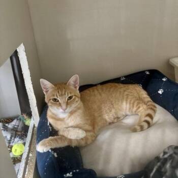 Feba -  Domestic Short Hair Cat for Adoption in Hutchinson, Minnesota - Feba | PetCurious