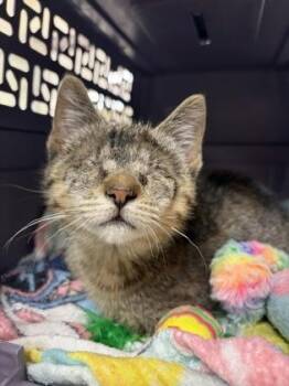 Edna -  Domestic Short Hair Cat for Adoption in Westland, Michigan - Edna | PetCurious