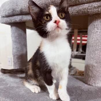 Poppy Crock -  Domestic Short Hair Cat for Adoption in Eagle Mountain, Utah - Poppy Crock | PetCurious