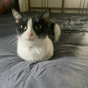 Catrina -  Domestic Short Hair Cat for Adoption in Austin, Texas - Catrina | PetCurious
