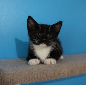 Rescue Tuxedo and Domestic Short Hair Cats for Adoption in Buford, Georgia - Miracle | PetCurious