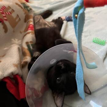 Fern -  Domestic Short Hair Cat for Adoption in Wheeling, Illinois - Fern | PetCurious