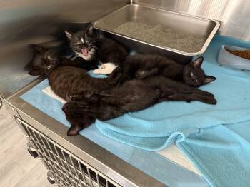 Kittens (cat cafe) -  Tuxedo Cat for Adoption in West Lafayette, Indiana - Kittens (cat Cafe) | PetCurious