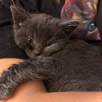 Domestic Short Hair and Russian Blue Cats Available for Adoption - Weezy | PetCurious