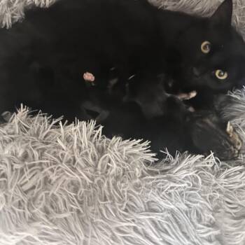 Water the Flowers -  Domestic Medium Hair Cat for Adoption in Westminster, California - Water The Flowers | PetCurious