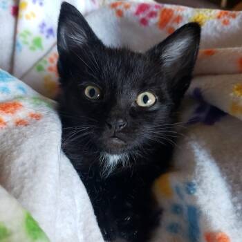 William Howard Tuft -  Domestic Short Hair Cat for Adoption in Keizer, Oregon - William Howard Tuft | PetCurious