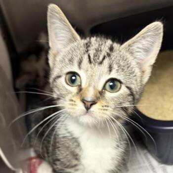 Rescue Domestic Short Hair Cats for Adoption in North Myrtle Beach, South Carolina - Hubert | PetCurious