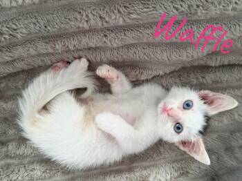 Waffles -  American Shorthair Cat for Adoption in Rochester, New York - Waffles | PetCurious