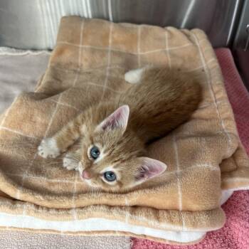 Walter -  Domestic Short Hair Cat for Adoption in Cumming, Georgia - Walter | PetCurious