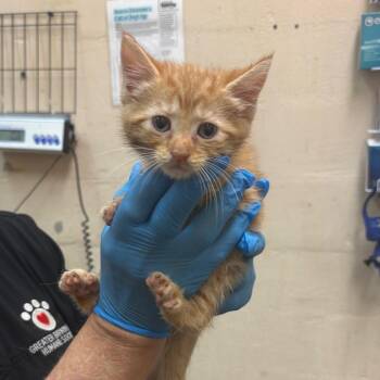 Moira -  Domestic Short Hair Cat for Adoption in Birmingham, Alabama - Moira | PetCurious