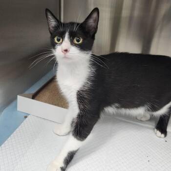 Lady -  Domestic Short Hair Cat for Adoption in Clearwater, Florida - Lady | PetCurious