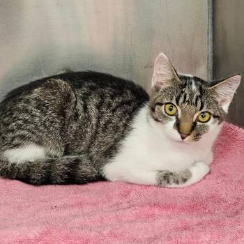 M & M -  Domestic Short Hair Cat for Adoption in Martinsville, Virginia - M & M | PetCurious