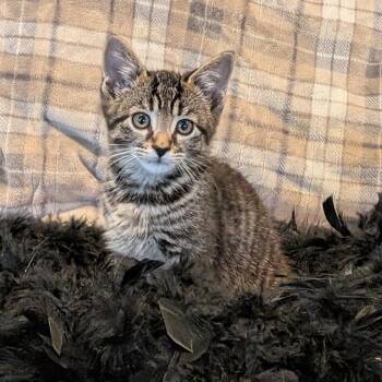 Cashmere -  Domestic Short Hair Cat for Adoption in La Grange, Kentucky - Cashmere | PetCurious