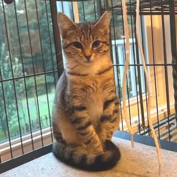Rescue Domestic Short Hair Cats for Adoption in Winchester, Virginia - Lock | PetCurious