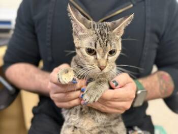 SALLY -  Domestic Short Hair Cat for Adoption in Doral, Florida - SALLY | PetCurious