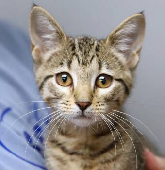 Brownie (AO37070) -  Domestic Short Hair Cat for Adoption in Kansas City, Kansas - Brownie (AO37070) | PetCurious