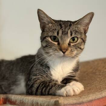 Rescue Domestic Short Hair Cats for Adoption in Buffalo, Minnesota - Nova | PetCurious