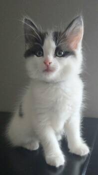 Domestic Medium Hair and Tuxedo Cats Available for Adoption - Marco | PetCurious