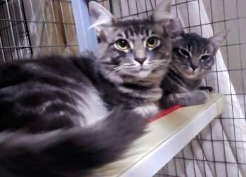 Rescue Domestic Short Hair Cats for Adoption in Bothell, Washington - Kittens For Adoption | PetCurious