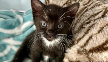 Rescue Domestic Short Hair Cats for Adoption in Houston, Texas - Maxine | PetCurious