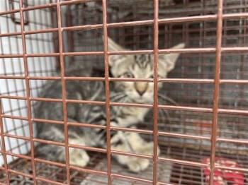 A659525 -  Domestic Short Hair Cat for Adoption in Houston, Texas - A659525 | PetCurious
