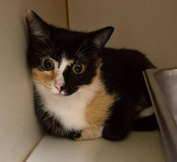 Snow -  Domestic Short Hair Cat for Adoption in Christiansburg, Virginia - Snow | PetCurious