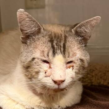 Gertrude -  Domestic Short Hair Cat Available for Adoption in Yuma, Arizona - Gertrude | PetCurious