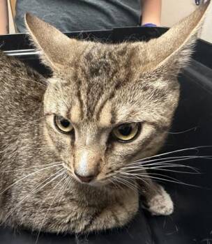 Qifrey (Kee-Free) -  Domestic Short Hair Cat for Adoption in Sacramento, California - Qifrey (Kee-Free) | PetCurious