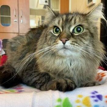 Domestic Long Hair Cats Available for Adoption in Rochester, Minnesota - Bentley | PetCurious