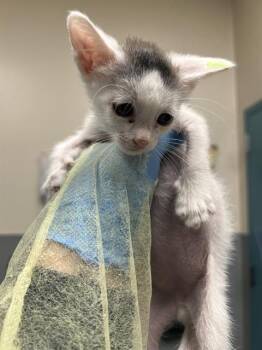 RANDY -  Domestic Short Hair Cat for Adoption in Las Vegas, Nevada - RANDY | PetCurious