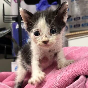 Stiles (Teal Collar) -  Domestic Short Hair Cat for Adoption in League City, Texas - Stiles (Teal Collar) | PetCurious