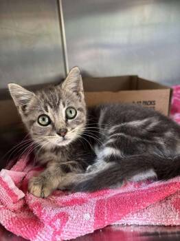 Rescue Domestic Short Hair Cats for Adoption in Statesboro, Georgia - Butterfly | PetCurious