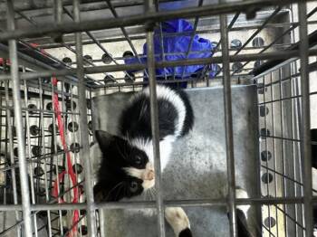 Rescue Domestic Short Hair Cats for Adoption in Dallas, Texas - KK | PetCurious