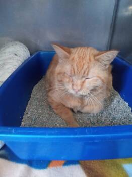 Rescue Domestic Short Hair Cats for Adoption in Virginia, Minnesota - Buffy | PetCurious