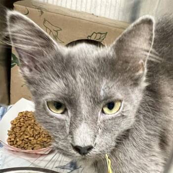 MILK -  Domestic Short Hair Cat for Adoption in St. Louis, Missouri - MILK | PetCurious