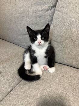 American Shorthair Cats Available for Adoption - Mocha | PetCurious