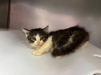 Bean -  Domestic Medium Hair Cat for Adoption in Murray, Kentucky - Bean | PetCurious