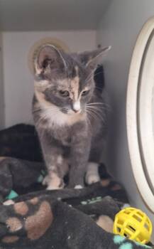 Mia -  Dilute Calico Cat for Adoption in Stanton, Kentucky - Mia | PetCurious