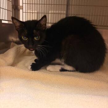 Hekla -  Domestic Short Hair Cat for Adoption in Bristol, Indiana - Hekla | PetCurious