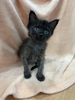 Celestia -  Domestic Short Hair Cat for Adoption in Mcpherson, Kansas - Celestia | PetCurious