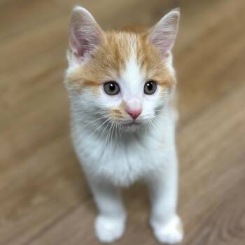 Domestic Short Hair Cats Available for Adoption in Birmingham, Alabama - Elmer | PetCurious