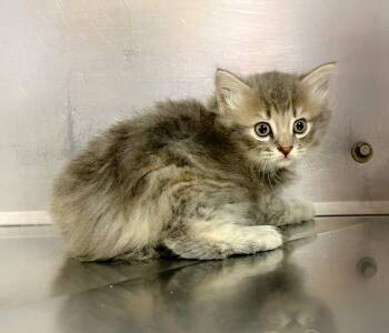 Domestic Long Hair Cats Available for Adoption in Murray, Kentucky - Amber | PetCurious