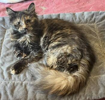 Amira -  Domestic Long Hair Cat for Adoption in Mount Airy, Maryland - Amira | PetCurious