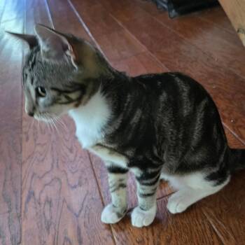 Jemma -  Domestic Short Hair Cat for Adoption in Bedford, New Hampshire - Jemma | PetCurious