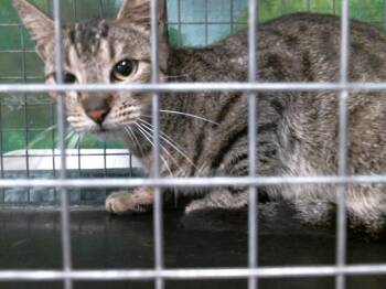 Domestic Short Hair Cats Available for Adoption in Houston, Texas - ABBIE | PetCurious