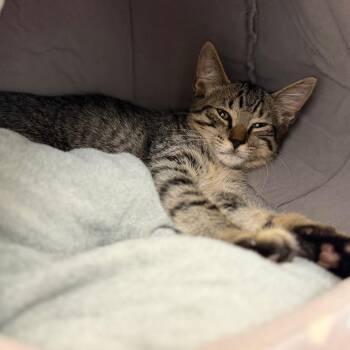 Andrew -  Domestic Short Hair Cat for Adoption in Sarasota, Florida - Andrew | PetCurious