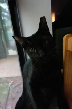 Rescue Domestic Short Hair Cats for Adoption in Cary, North Carolina - Raven Rock | PetCurious